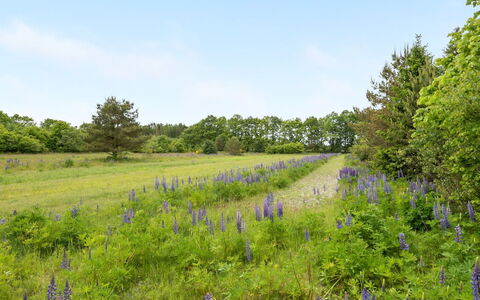 Inguna: Pascolo, Prato, Lotto, Comunita 'Impianto, Prateria, Campo, Riserva Naturale, Wildflower, Pascolo