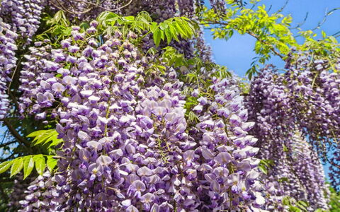 Angelie - 350M from the Sea: Vegetazione, Arbusto, Primavera, Villetta, Giardino, Shade, Backyard, Cortile, Sedia