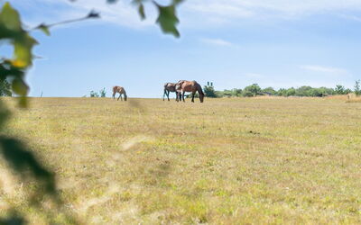 Cornelia - 6Km from the Sea