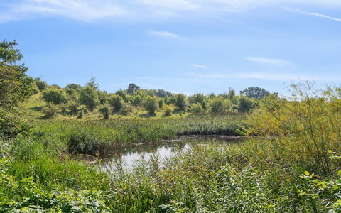 Guthbrand - 800M from the Sea: Verde, Ambiente Naturale, Paesaggio Naturale, Vegetazione, Pascolo, Arbusto, Ecoregione, Comunita 'Impianto, Estate, Palude