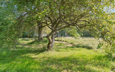 Guthbrand - 800M from the Sea: Erba, Ramo, Foglia, Albero, Verde, Ambiente Naturale, Natura, Pascolo, Vegetazione, Plain