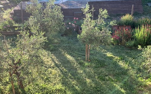 Lina - Podere Ribatti - Casole D'elsa, Toscana: Pianta, Comunita 'Impianto, Paesaggio Naturale, Albero, Lotto, Finestra, Erba, Veicolo, Pascolo, Groundcover