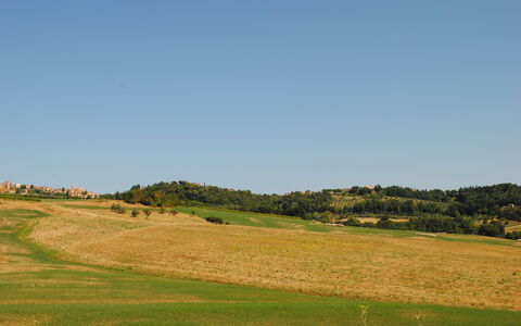 Alice - Podere Ribatti - Casole D'elsa, Toscana: Cielo, Pianta, Paesaggio Naturale, Pendenza, Albero, Agricoltura, Plain, Geografia Montane, Erba, Pascolo