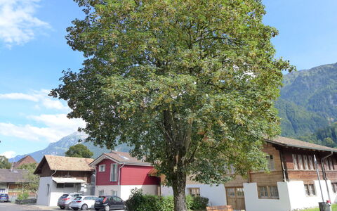 Tilia: Cielo, Pianta, Nube, Auto, Foglia, Costruzione, Albero, Veicolo, Casa, Quartiere