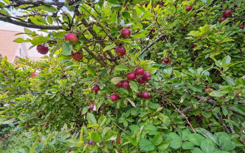Magh - 9.8Km from the Sea: Erba, Pascolo, Paesaggio, Ecoregione, Plain, Comunita 'Impianto, Lotto, Mobili Da Esterno, Prateria, Shrubland
