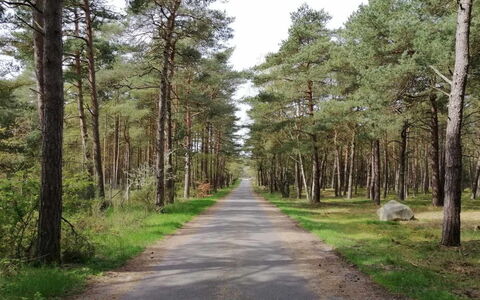 Helmi - 1Km from the Sea: Albero, Ambiente Naturale, Foglia, Legna, Strada, Foresta, Trail, Natura Selvaggia, Strada Transitabile, Woodland