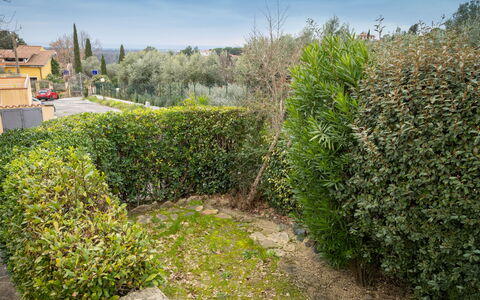Montescudaio 300: Arbusto, Hedge, Woody Impianto, Giardino, Piantagione, Landscaping, Sempreverde, Passerella, Erba