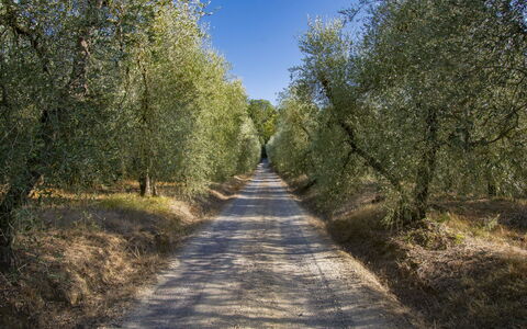 Merlot: Pianta, Cielo, Foglia, Manto Stradale, Paesaggio Naturale, Legna, Asfalto, Albero, Strada Transitabile, Tronco