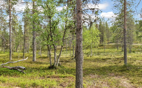 Saariselän Waskooli a: Legna, Villetta, Log Cabin, Foresta, Capannone, Edifici Giardino, Larice, Woodland, Color Legno