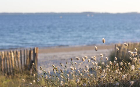 Carnac 191: Acqua, Cielo, Fiore, Pianta, Ecoregione, Paesaggio Naturale, Costiera E Morfologie Oceanic, Erba, Banca, Legna