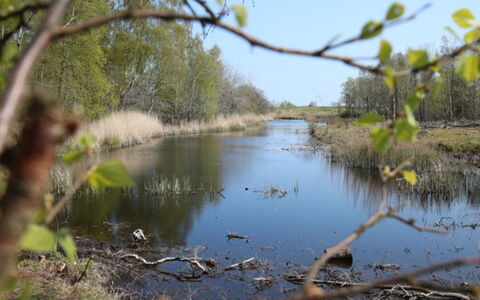 Krok - 1.2Km from the Sea: Risorse Idriche, Acqua, Corpo D'Acqua, Ambiente Naturale, Natura, Palude, Paesaggio Naturale, Alveo