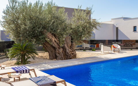 Old Olive V: Acqua, Pianta, Cielo, Mobilia, Blu, Azzurro, Piscina, Shade, Costruzione, Mobili Da Esterno