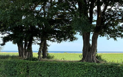 Francis - 300M from the Sea: Legna, Tetto, Architettura, Casa, Casa, Villetta, Raccordo, Latifoglie, Pendenza, Estate