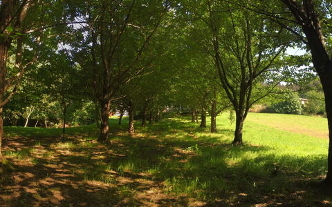El Olivo: Pianta, Albero, Paesaggio Naturale, Ramo, Legna, Shade, Tronco, Erba, Deciduo