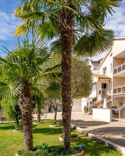 Palms