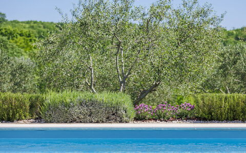 Claudia: Acqua, Pianta, Comunita 'Impianto, Cielo, Paesaggio Naturale, Lotto, Fiore, Paesaggio, Groundcover, Arbusto