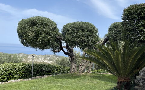 Villa Acquaro, Santa Caterina Dello Ionio, Pool, A: Foglia, Vegetazione, Arbusto, Woody Impianto, Giardino, Hedge, Landscaping, Giardino Botanico, Sempreverde