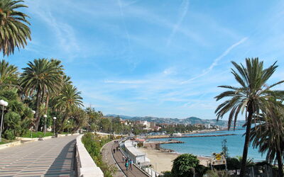 Bouganville