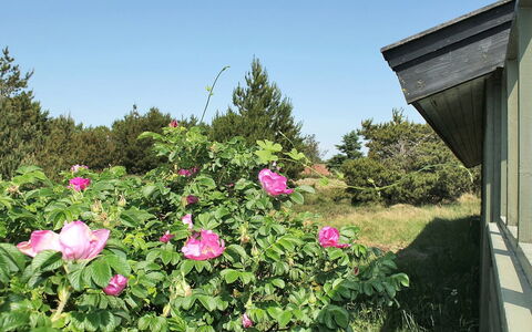 Srebrenka - 1.2Km from the Sea: Fiore, Petalo, Arbusto, Rosa, Pianta Fiorita, Groundcover, Rose Di Famiglia, Giardino, Primavera