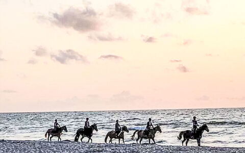 Zacisze Bałtyku: Cavallo, Ricreazione, Mare, Oceano, Bestia Da Soma, Spiaggia, Bestiame