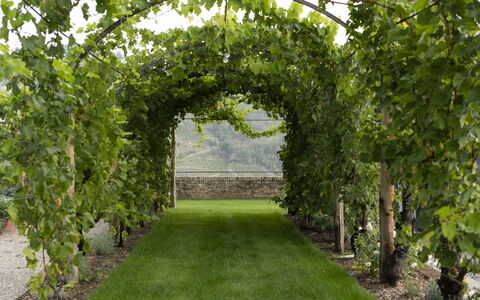 B&b Vigne Di Fagnano Without Kitchen: Pianta, Erba, Albero, Hedge, Woody Impianto, Arbusto, Paesaggio, Arco, Piantagione, Giardino