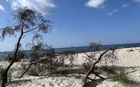 Sonya - 350M from the Sea: Blu, Ambiente Naturale, Spiaggia, Sabbia, Costa, Riva, Costiera E Morfologie Oceanic, Mare, Oceano, Tropici