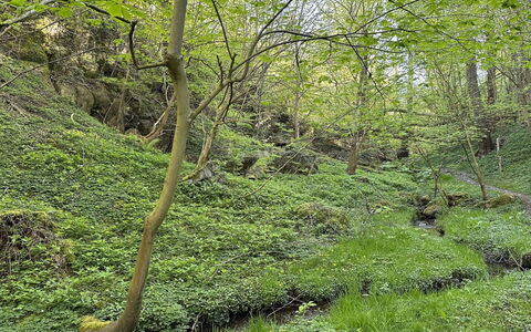 Makrina - 150M from the Sea: Verde, Ambiente Naturale, Legna, Vegetazione, Foresta, Comunita 'Impianto, Natura Selvaggia, Groundcover, Giungla