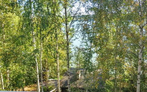 Villa Iloinen: Foglia, Ramo, Tronco, Woody Impianto, Ramoscello, Luce Del Sole, Betulla, Boschetto, Woodland