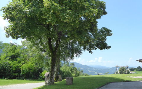 Baita Tersilia Mountain And Lake, Veneto: Albero, Foglia, Woody Impianto, Sempreverde