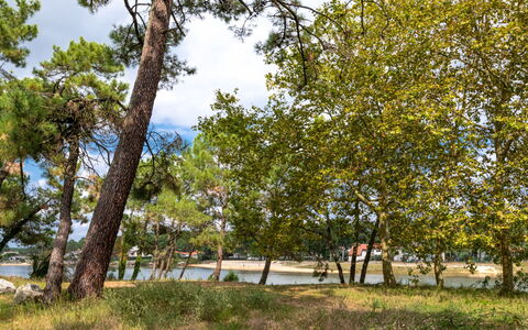Mimizan 406: Pianta, Cielo, Nube, Albero, Paesaggio Naturale, Tronco, Ramoscello, Erba, Tinte E Ombre, Shade