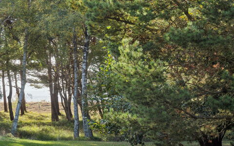 Tyyne - 250M from the Sea: Foglia, Albero, Ramo, Erba, Ambiente Naturale, Verde, Natura, Vegetazione, Pascolo, Foresta