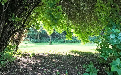 Pod Dębami: Pianta, Verde, Shade, Paesaggio Naturale, Legna, Tronco, Albero, Impianto Terrestre, Groundcover