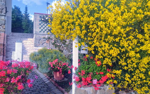 Bellavista Tuscany Apartment Panoramic Terrace: Fiore, Giallo, Arbusto, Primavera, Giardino, Landscaping, Pianta Della Casa