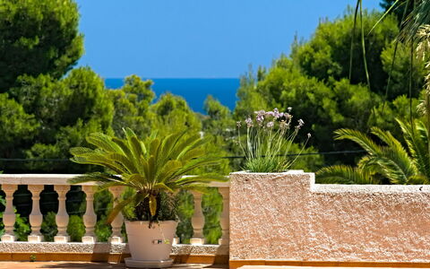 Gavrena: Pianta, Cielo, Proprietà, Vaso Di Fiori, Azzurro, Blu, Pianta Della Casa, Architettura, Arecales, Tempo Libero