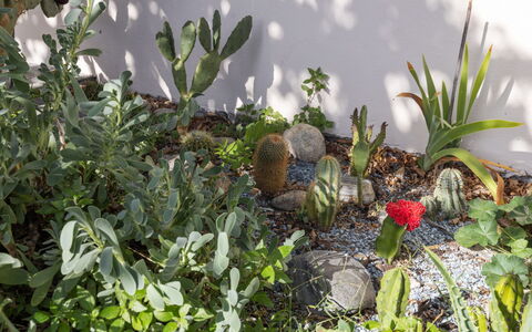 Egner- Apt.panorama: Comunita 'Impianto, Giardino, Pianta Fiorita, Landscaping, Giardino Botanico, Cactus, Pianta Grassa