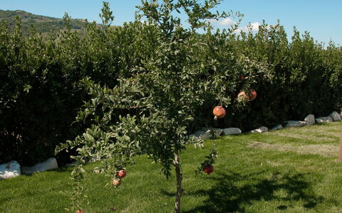 Villa Mariarosaria - Dimora Esclusiva con Piscina: Ramo, Groundcover, Giardino, Prato, Frutta, Piantagione, Suolo, Cortile
