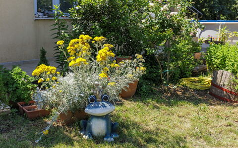 Fameja: Fiore, Giallo, Arbusto, Giardino, Vaso Di Fiori, Primavera, Pianta Della Casa, Fiorai, Pianta Erbacea