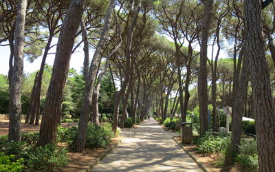 Castiglioncello 230
