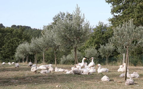 Podere dei Limoni: Albero, Comunita 'Impianto, Tronco, Riserva Naturale, Woody Impianto, Pascolo, Prato