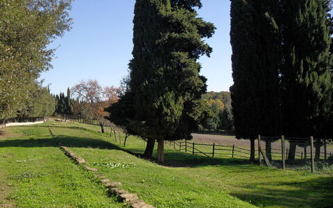 Villa Antonella: Albero, Erba, Foglia, Ambiente Naturale, Arbusto, Tronco, Woody Impianto, Giardino, Prato, Landscaping