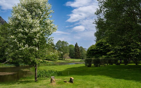 Loch Ness Granary: Ramo, Albero, Foglia, Natura, Vegetazione, Arbusto, Lotto, Primavera, Giardino, Groundcover
