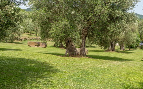 Villa Domus Papi: Albero, Erba, Pascolo, Plain, Tronco, Riserva Naturale, Woody Impianto, Prato, Pascolo