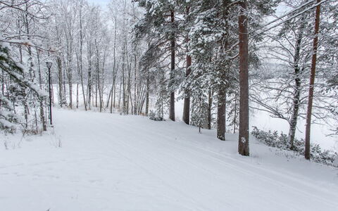 Katinkulma 2: Neve, Ramo, Albero, Inverno, Ambiente Naturale, Legna, Ramoscello, Foresta, Congelamento