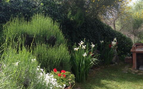 Casa Viola Pool, Wifi, Montaione: Vegetazione, Arbusto, Comunita 'Impianto, Giardino, Primavera, Landscaping, Backyard, Cortile