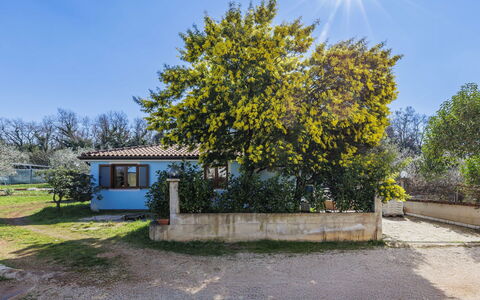 Villa Mariuccia: Blu, Albero, Foglia, Ramo, Casa, Shade, Woody Impianto, Luce Del Sole, Villetta, Giardino