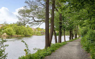 Måsalycke
