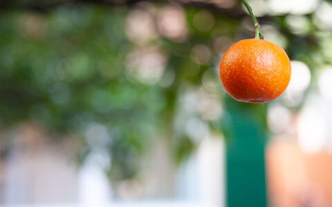 La Casa Dei Mandarini: Produrre, Frutta, Arancia, Ingrediente, Natural Foods, Cibo