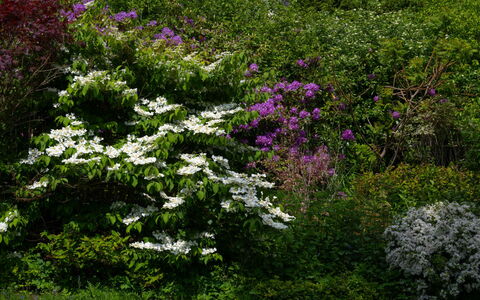Farmburn: Fiore, Foglia, Vegetazione, Arbusto, Giardino, Comunita 'Impianto, Groundcover, Primavera, Pianta Fiorita, Woody Impianto