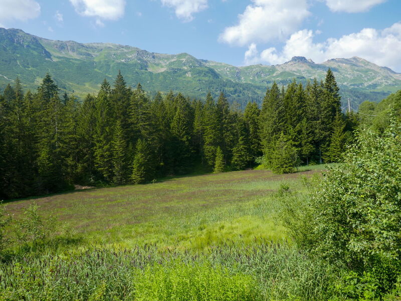 Rustico Carcarida