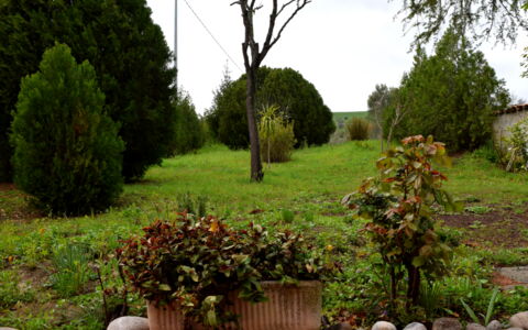 Casa Carletto, Abruzzo: Foglia, Arbusto, Giardino, Comunita 'Impianto, Woody Impianto, Landscaping, Pianta Erbacea, Prato, Backyard